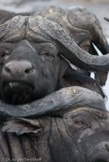 Afrikanischer Büffel (74 von 102).jpg